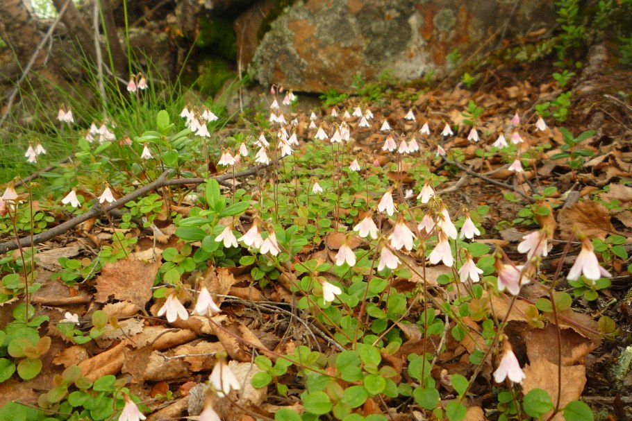 Линнея Северная