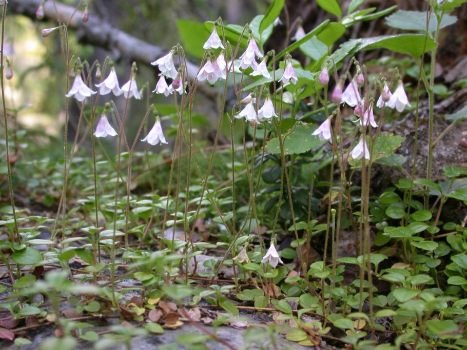 Колокольчик камнеломка