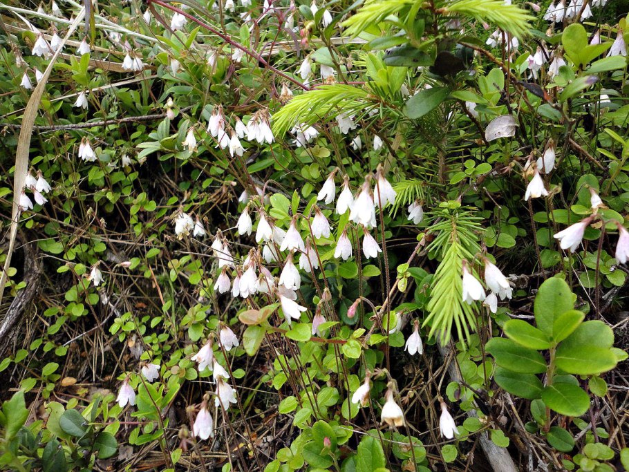 Linnaea Borealis ареал сплошной или нет