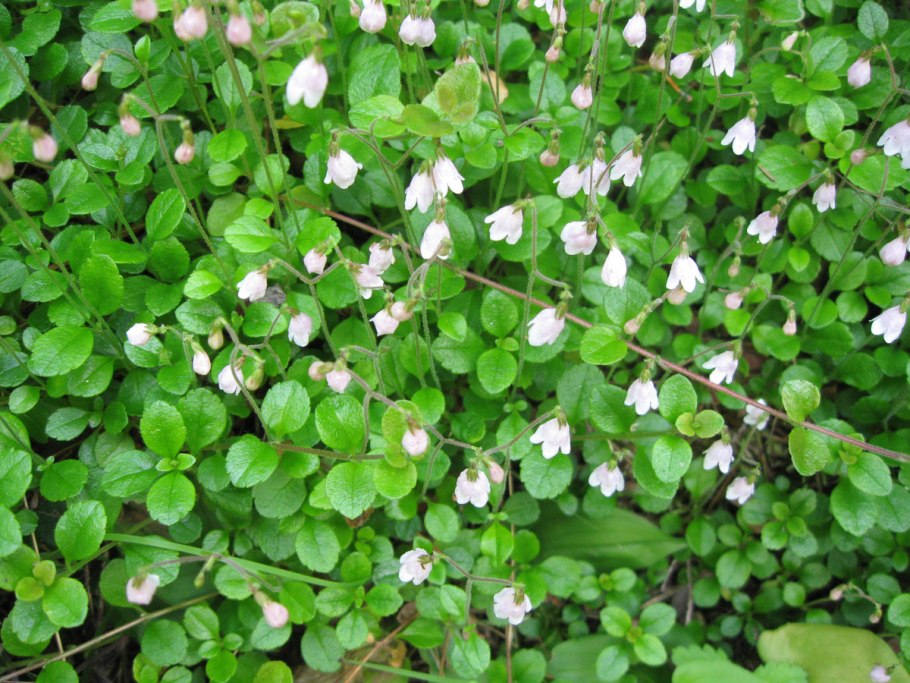 Линнеи Linnaea Borealis зеленое макро