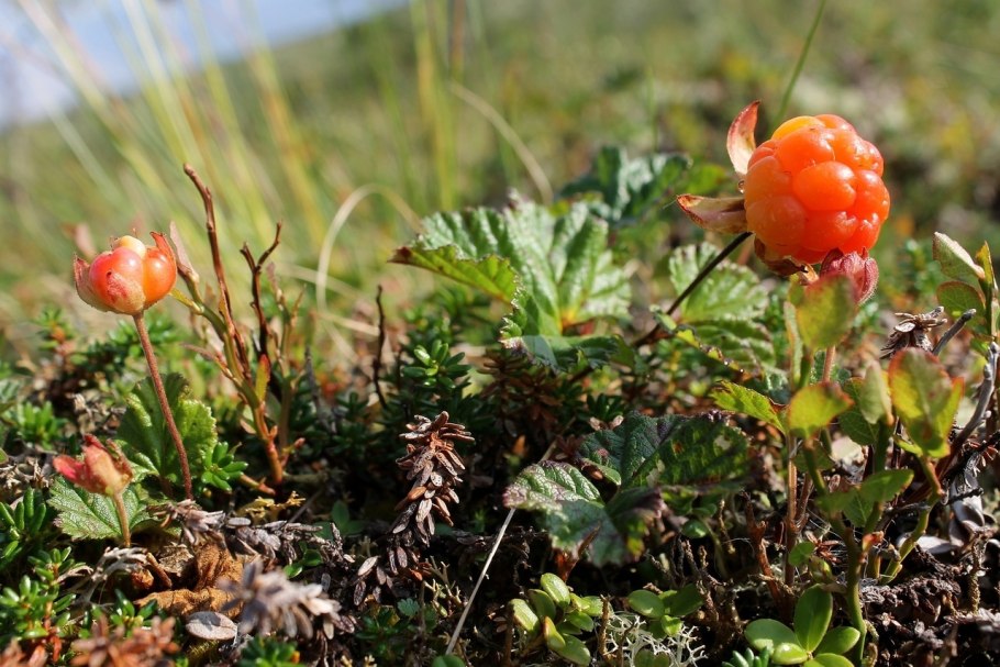 Королевская ягода Морошка