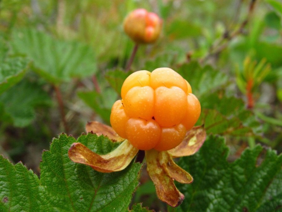 Морошка Болотная