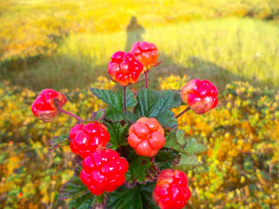 Морошка ягода в тундре