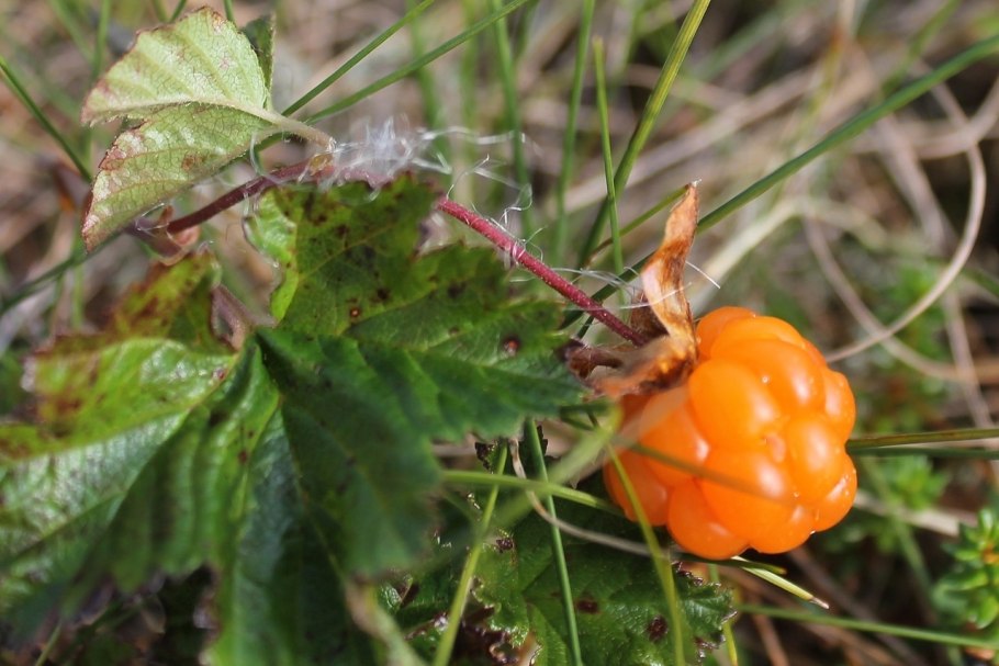 Морошка кустарник