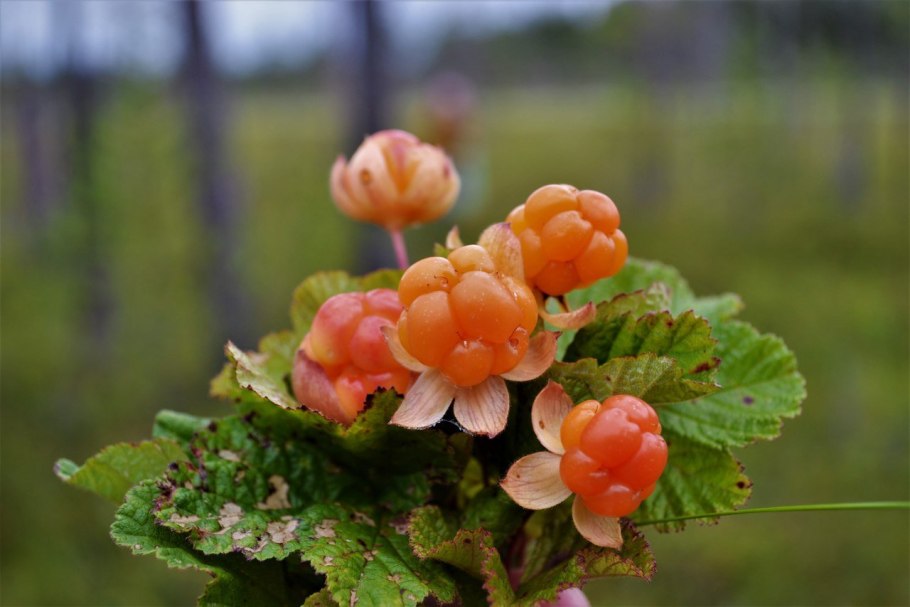 Морошка ягода в Сибири