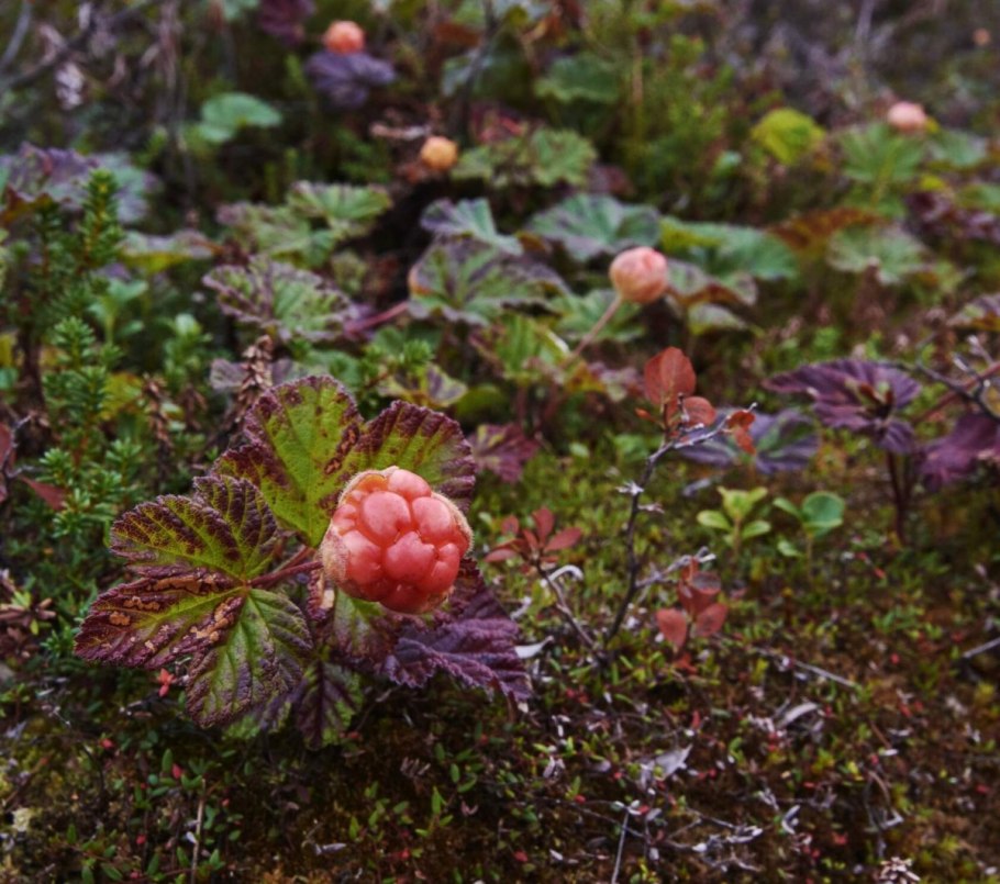 Морошка куманика