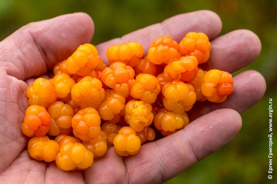 Морошка (Rubus chamaemorus)