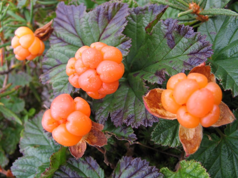 Морошка ягода