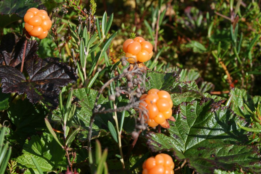 Тундровая Морошка