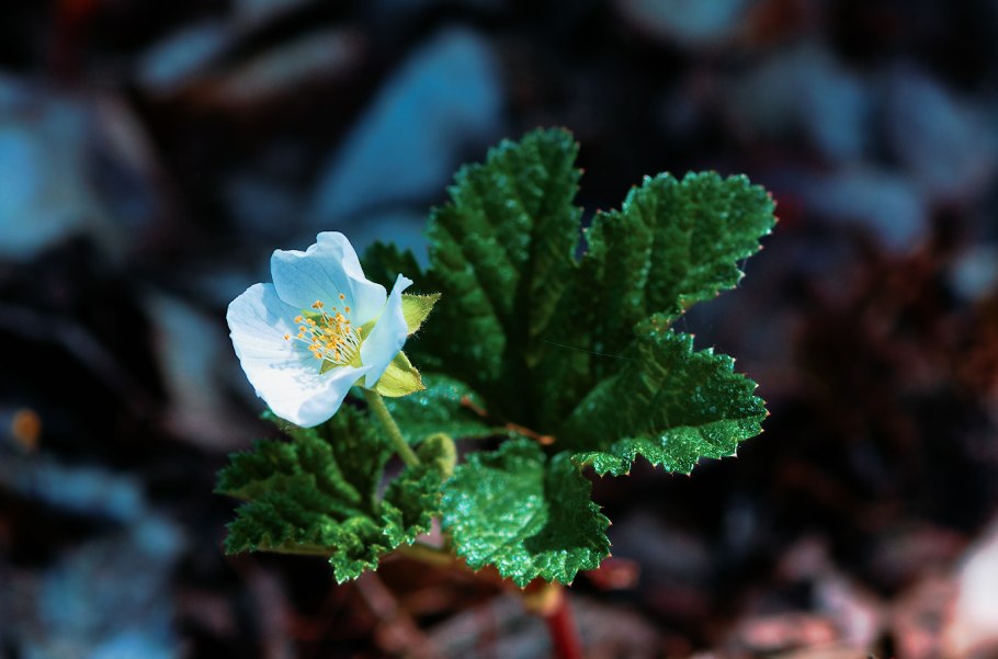 Морошка ягода