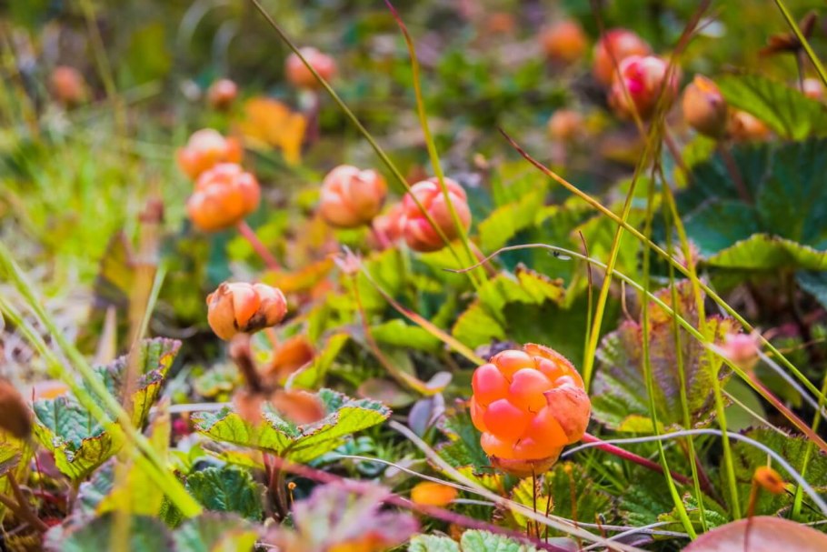 Морошка болотная