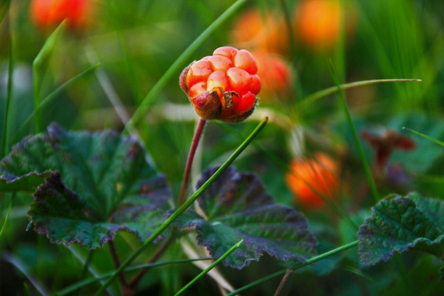 Морошка Болотная