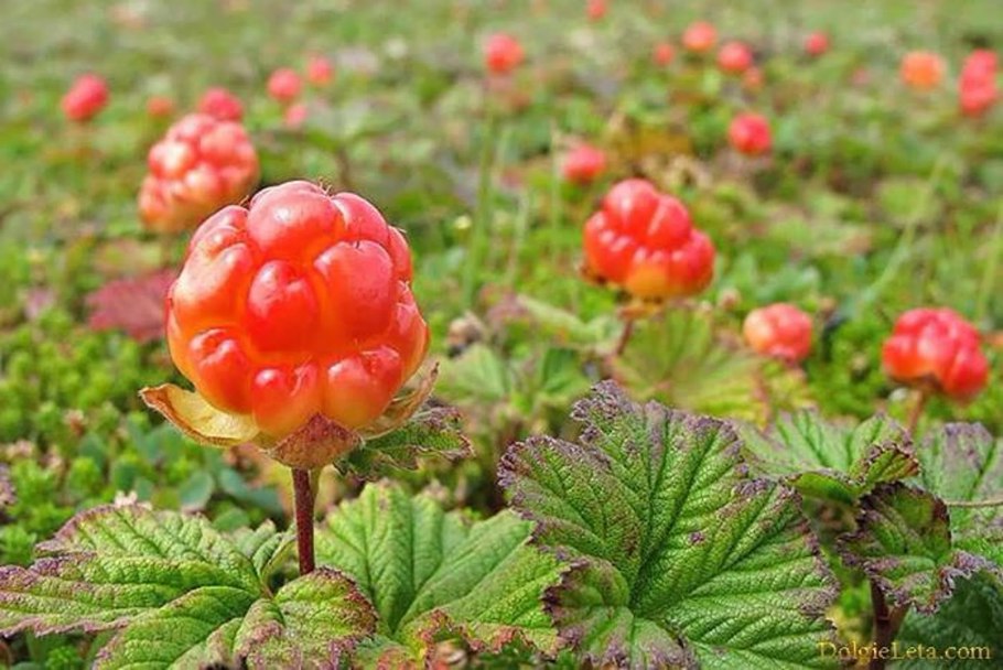 Северная ягода Морошка