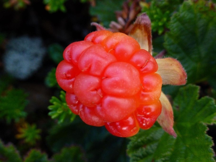 Арктическая Морошка