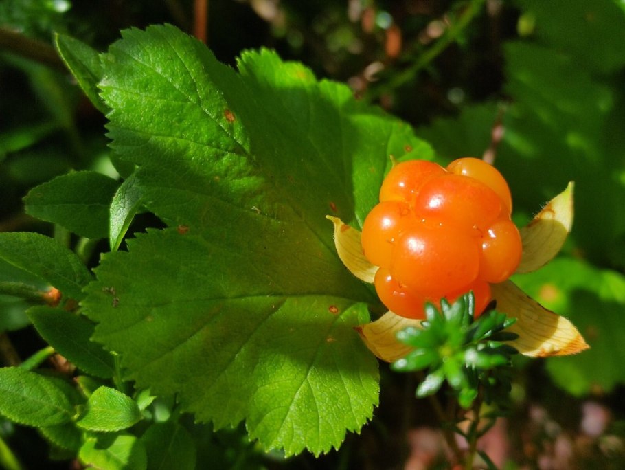 Янтарная Морошка