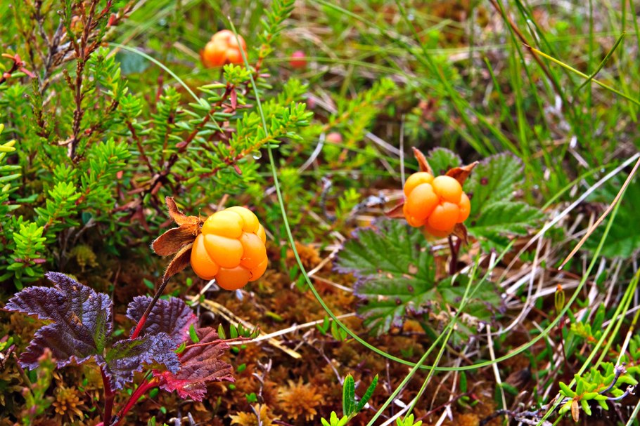 Морошка приземистая