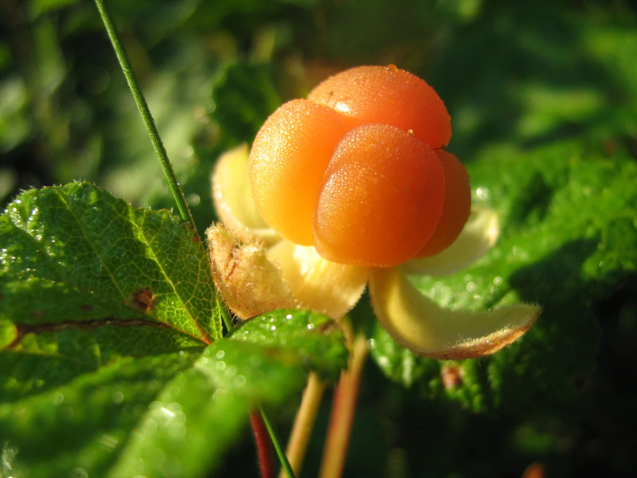 Царская ягода Морошка