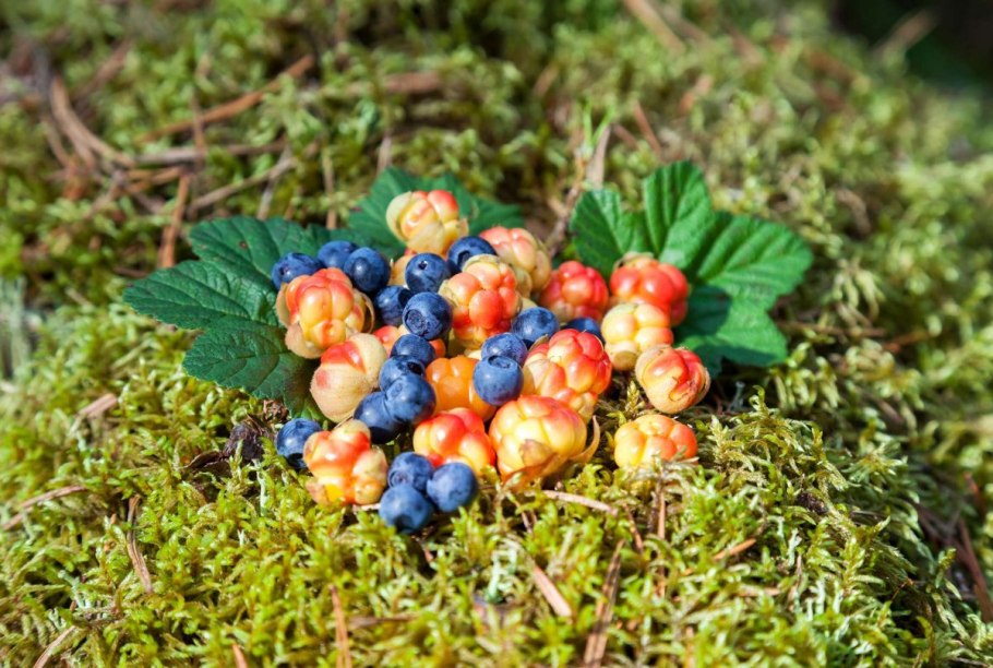 Морошка в Карелии