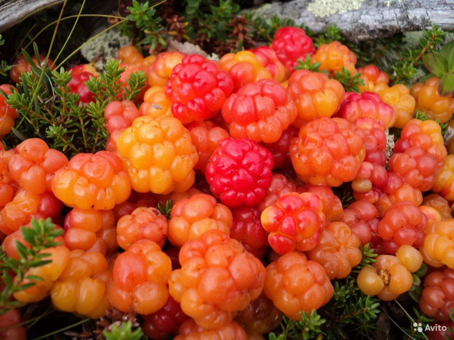 Морошка в тундре