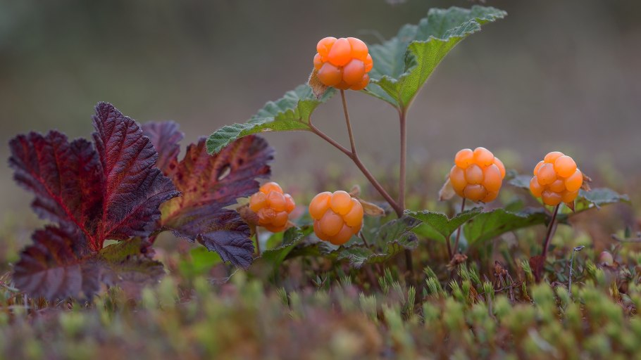 Морошка ягода