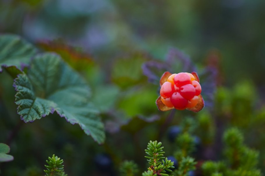 Ягода Морошка Камчатка