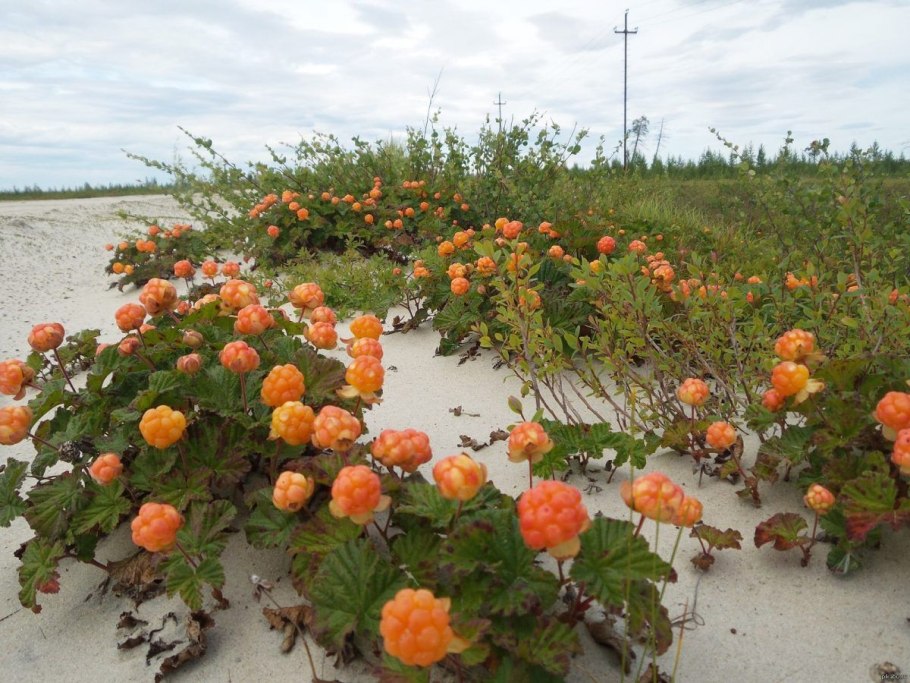 Тундровая Морошка