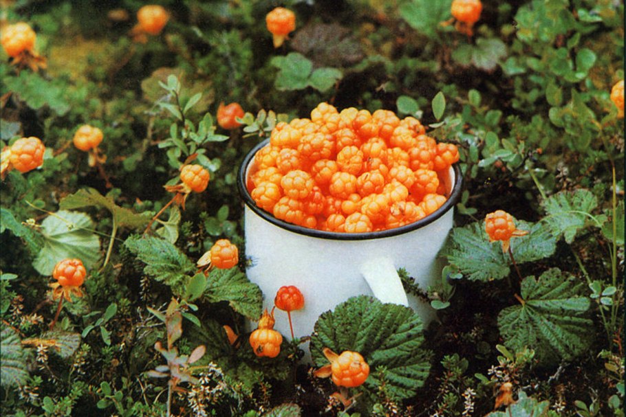 Морошка съедобная