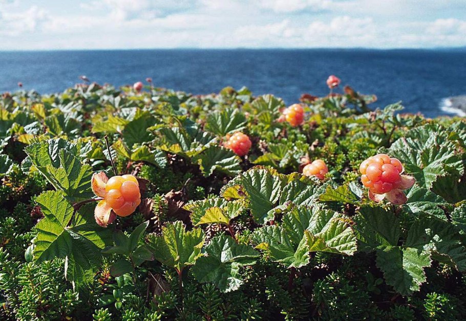 Алтайская Морошка