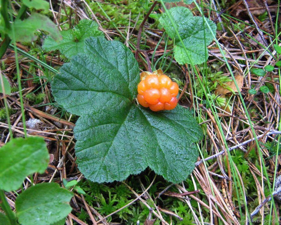 Морошка Болотная