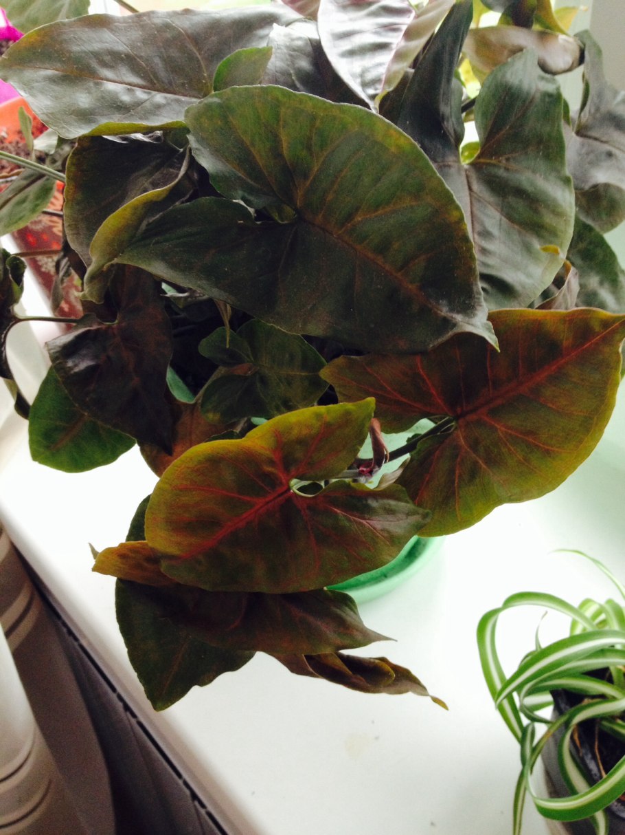 Арон Браун шоколадный сингониум