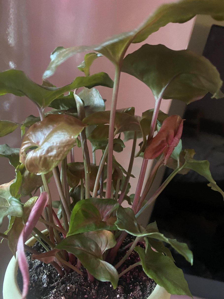 Сингониум Plum allusion