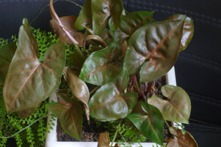 Сингониум Pink allusion