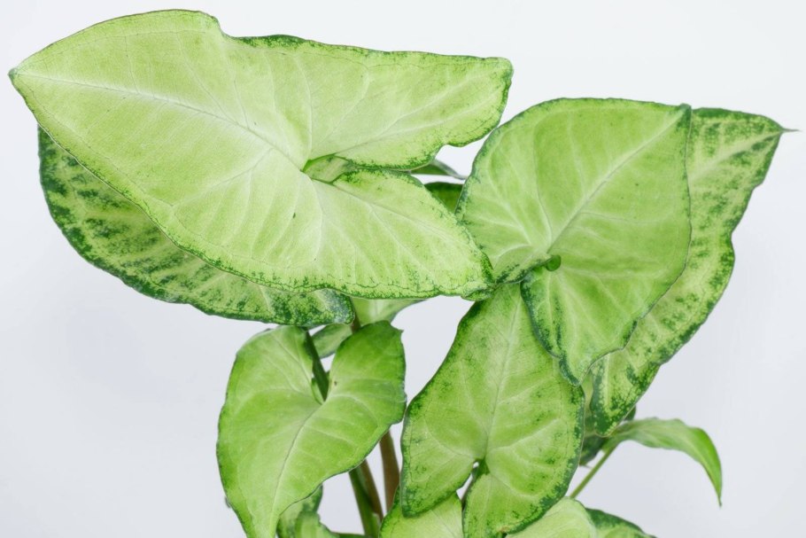 Сингониум Браун Пинк