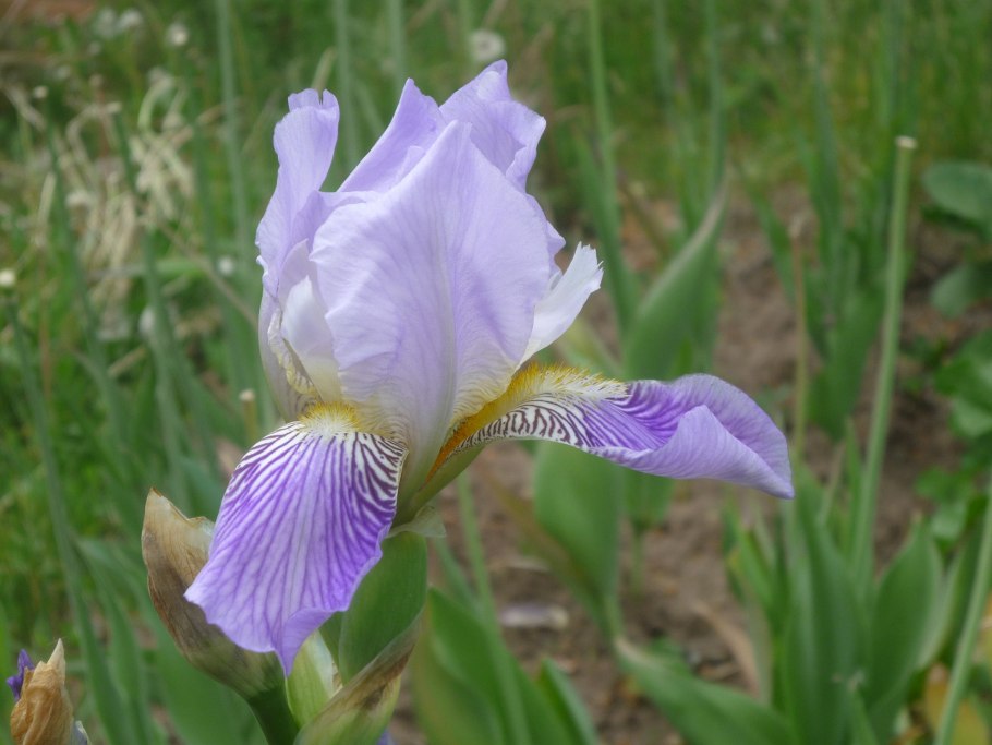 Ирис absolute Truth