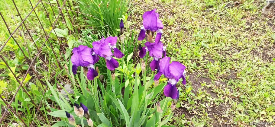 Касатик (Ирис) перепончатый