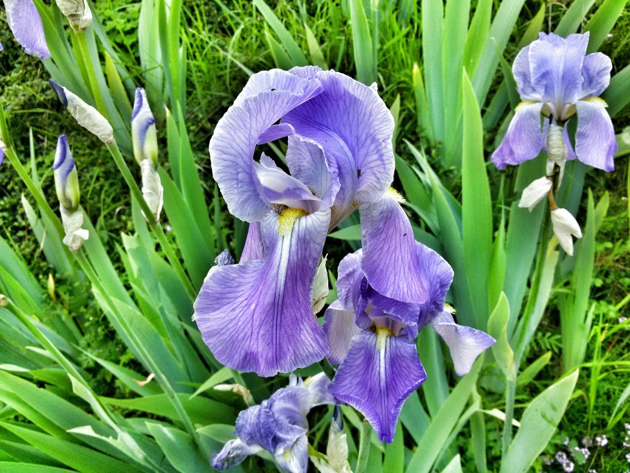 Ирис Гилт бай Ассоциэйшен