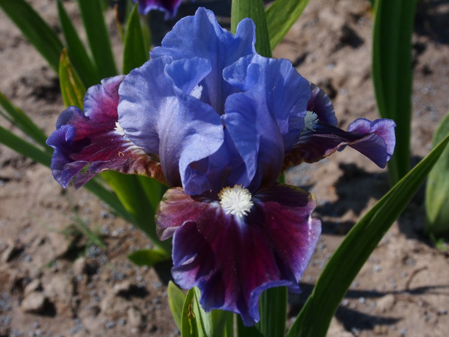 Ирис карликовый Volts