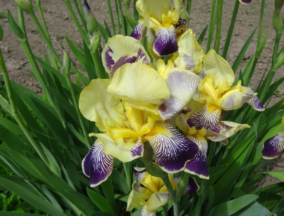 Ирис карликовый Ритц