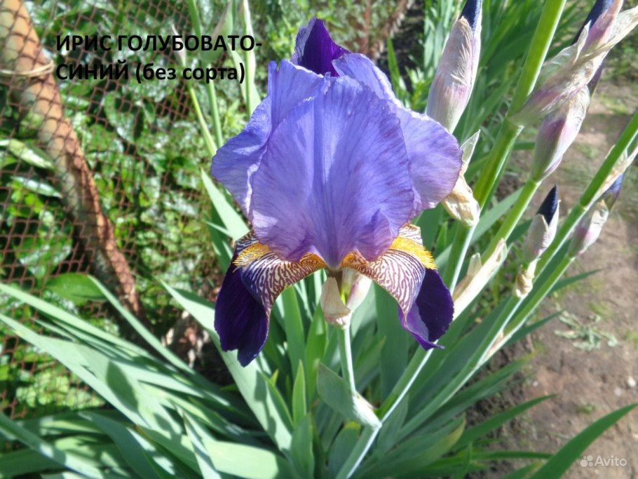 Ирис cartoon characters