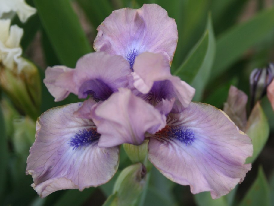 Ирис бородатый карликовый