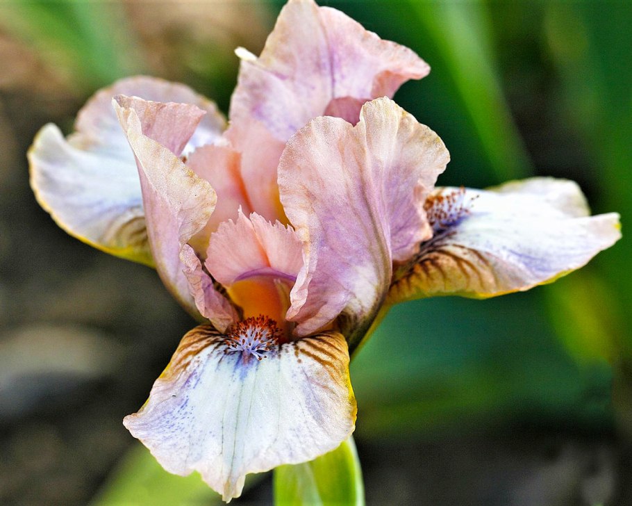 Ирис карликовый devoted