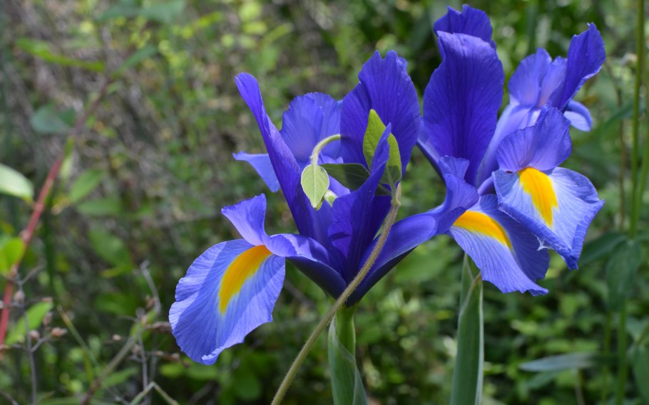 Ирис Сибирский блэкберри Джубили