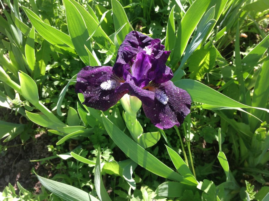 Ирис гибридный 'Chickee'