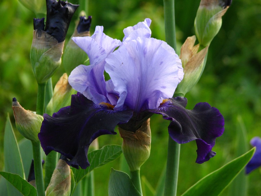 Ирисы первоцветы