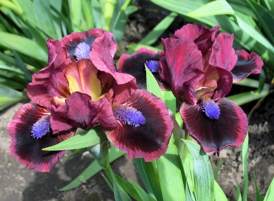 Ирис карликовый Тинкер Белл