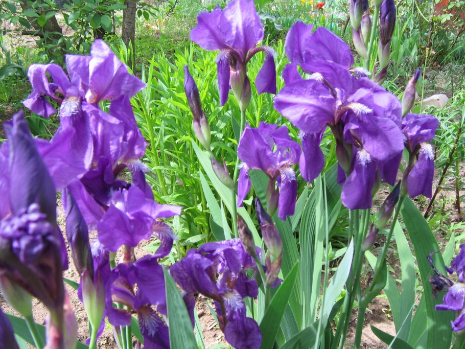 Iris Dwarf перевод