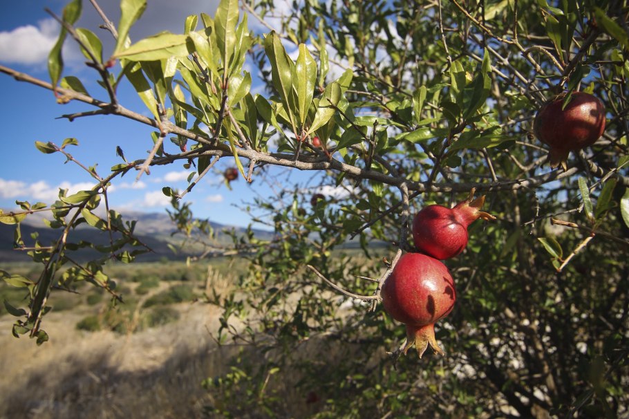 Гранатовое дерево в открытом грунте