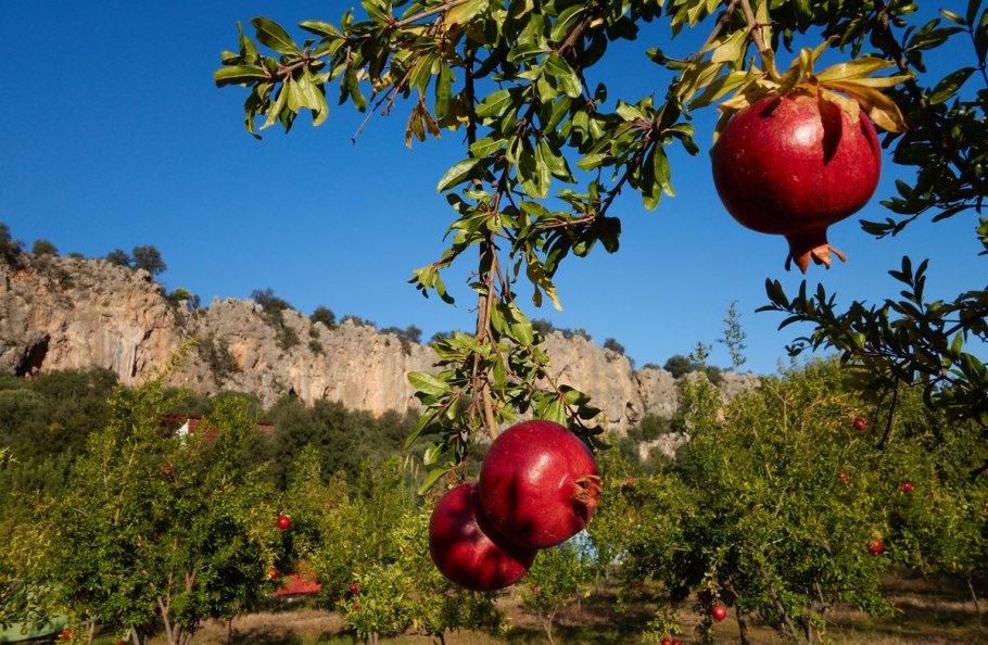 Гранат дерево или кустарник