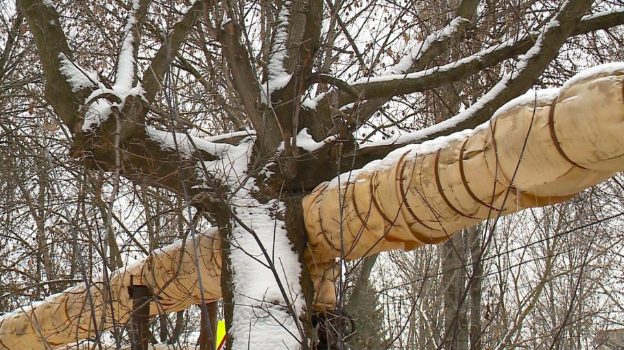 Гранатовое дерево в Азербайджане
