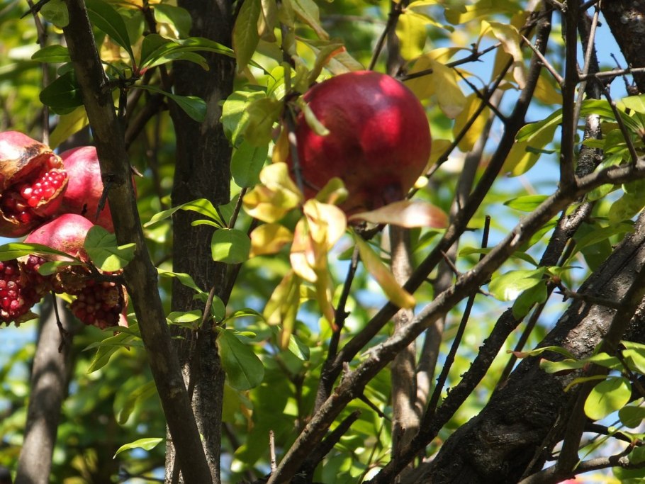 Гранат в субтропиках